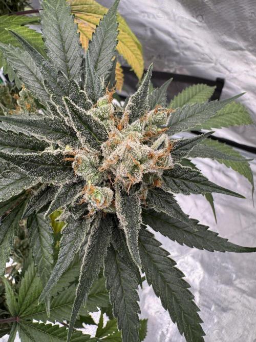 1st clone run 👯‍♀️✂️. Week 7