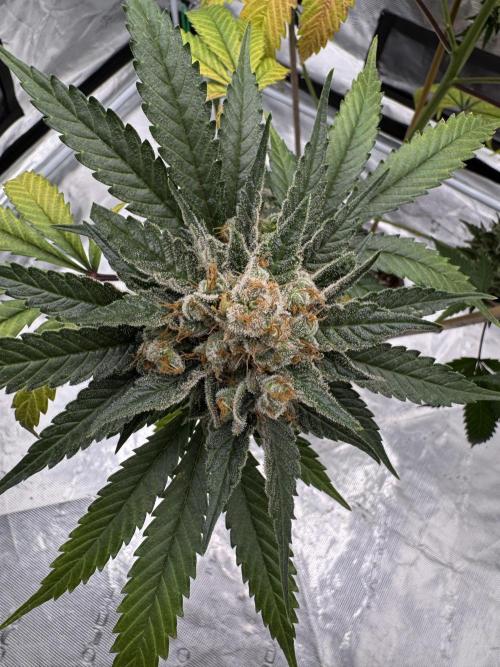 1st clone run 👯‍♀️✂️. Week 7
