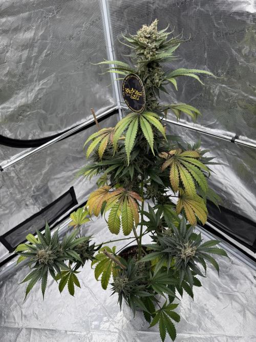 1st clone run 👯‍♀️✂️. Week 7