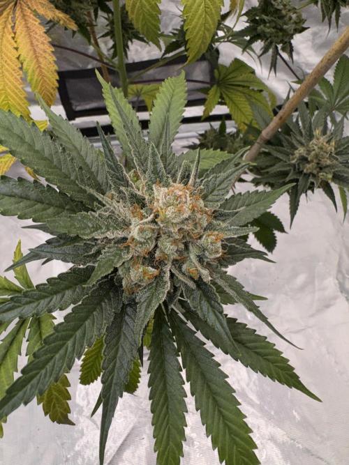 1st clone run 👯‍♀️✂️. Week 7