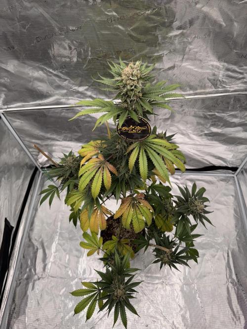 1st clone run 👯‍♀️✂️. Week 7