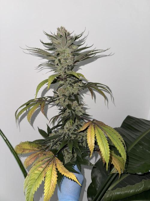 1st clone run 👯‍♀️✂️. Week 7