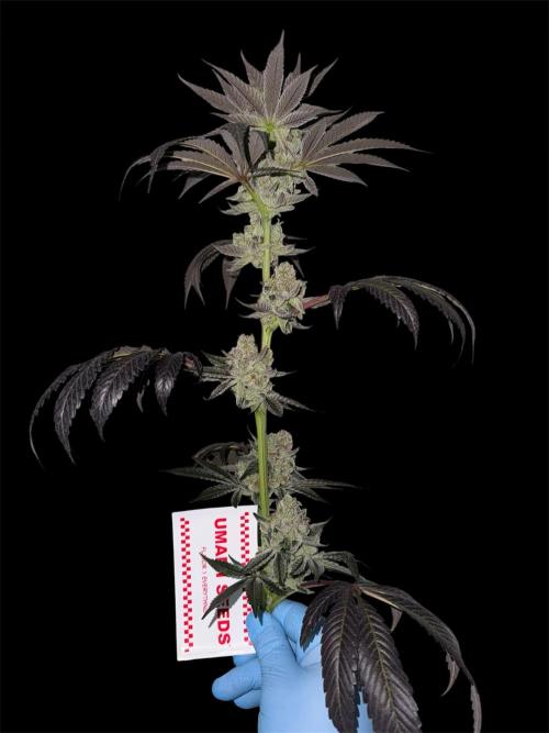 1st clone run 👯‍♀️✂️. Week 7