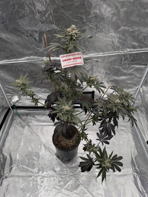 1st clone run 👯‍♀️✂️. Week 7