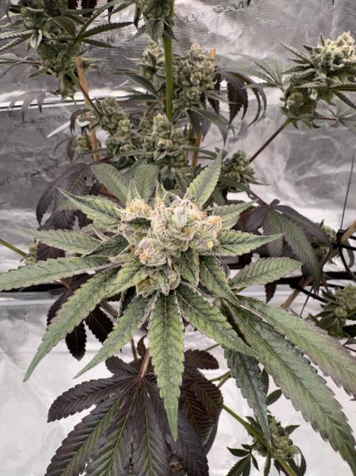 1st clone run 👯‍♀️✂️. Week 7