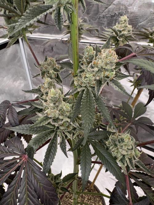 1st clone run 👯‍♀️✂️. Week 7