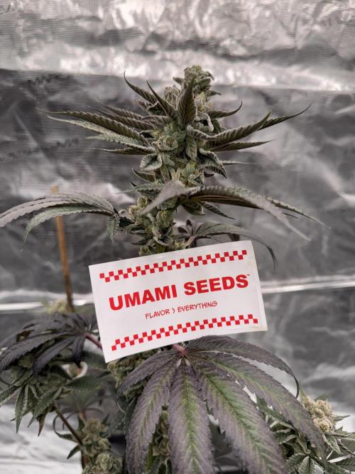 1st clone run 👯‍♀️✂️. Week 7