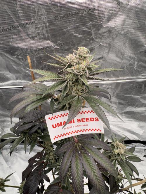 1st clone run 👯‍♀️✂️. Week 7