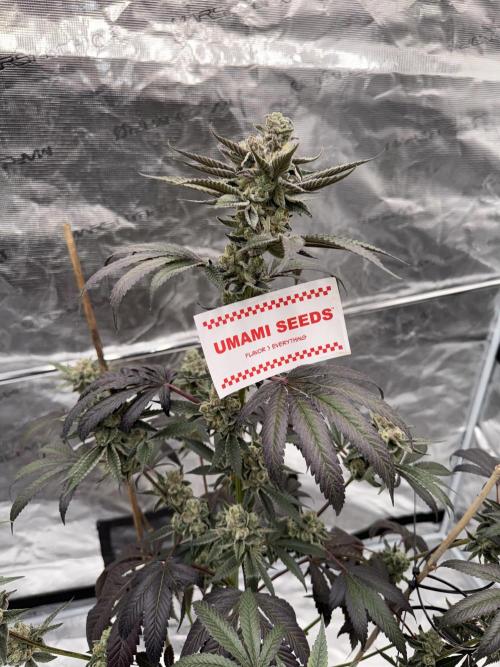 1st clone run 👯‍♀️✂️. Week 7