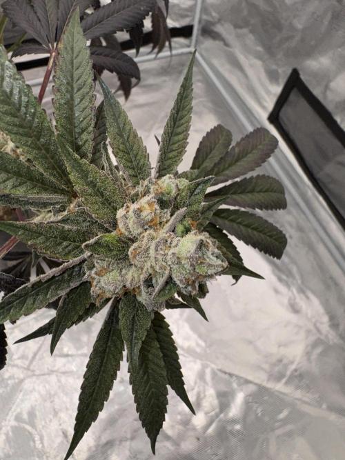 1st clone run 👯‍♀️✂️. Week 7