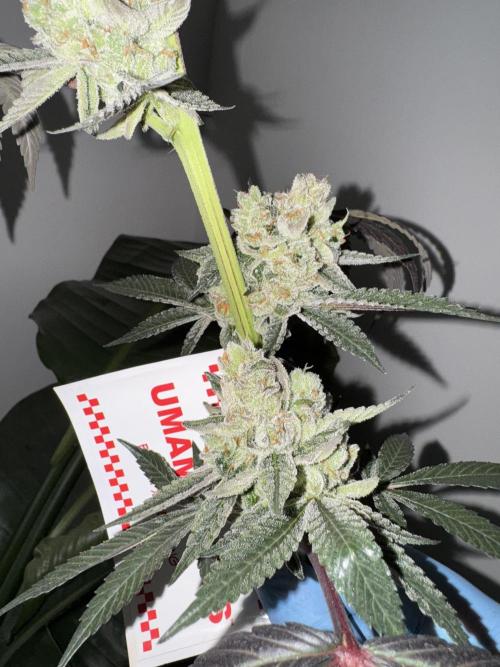 1st clone run 👯‍♀️✂️. Week 7