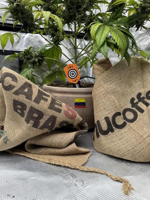 Medellín 🇨🇴. Week 13