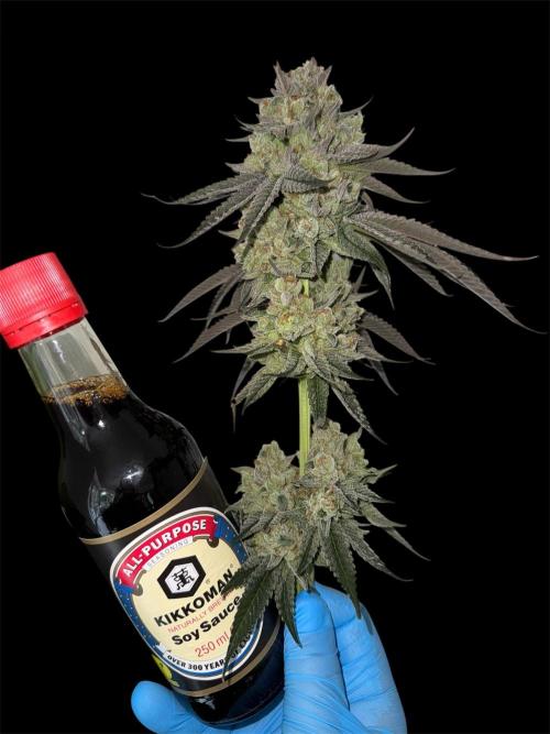 Sour Diesel x Zoda. Week 16