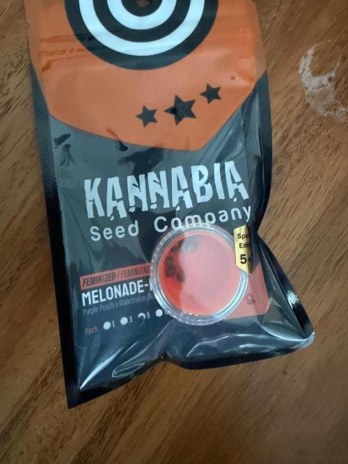Melonade 🍈. Week 0