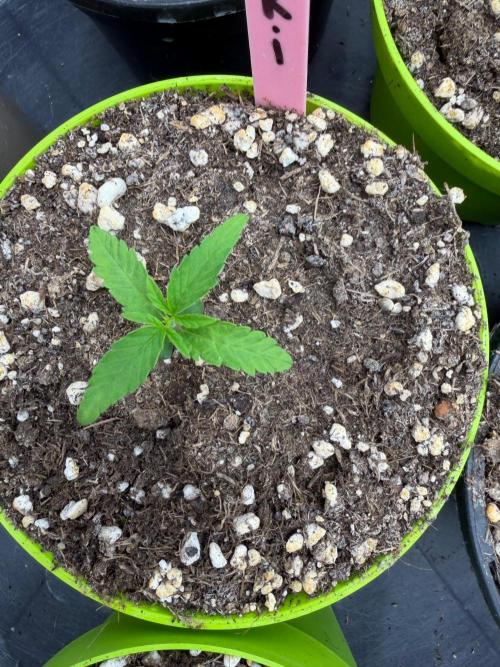 Caribbean Queen (aka Pure Sativa). Week 1