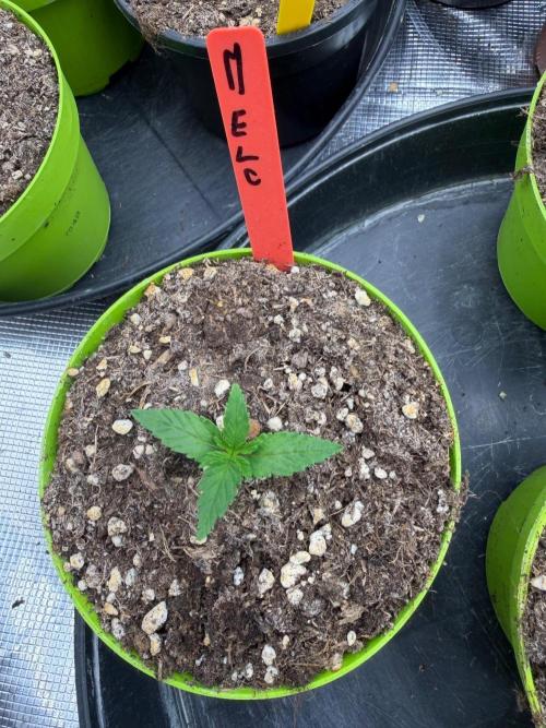 Melonade 🍈. Week 1