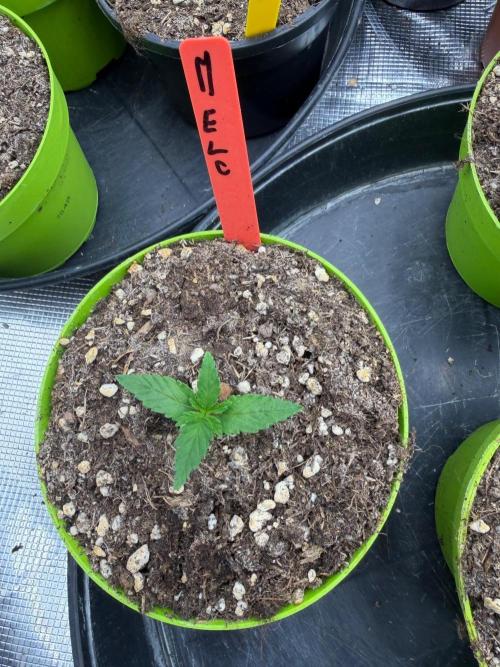 Melonade 🍈. Week 1