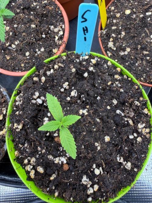 Shishka 🍋🥤. Week 1