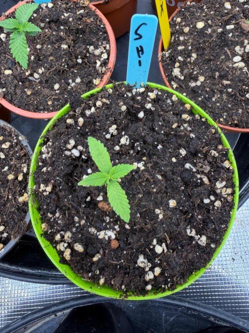 Shishka 🍋🥤. Week 1