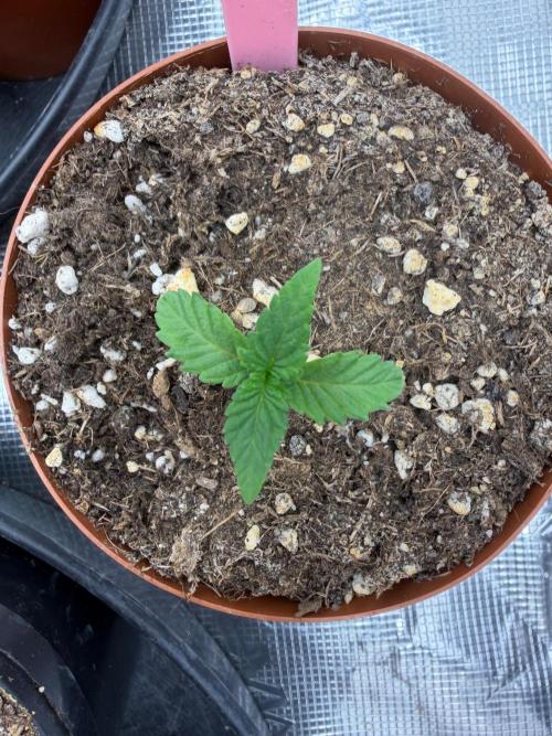 Sunset Peach. Week 1