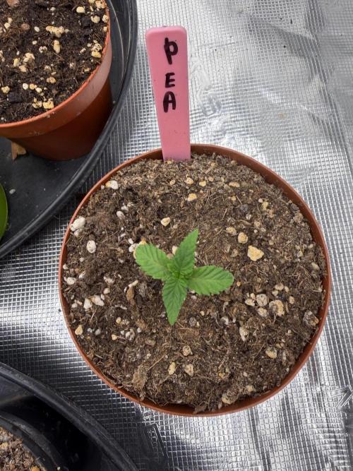 Golden Peach 🍑. Week 1