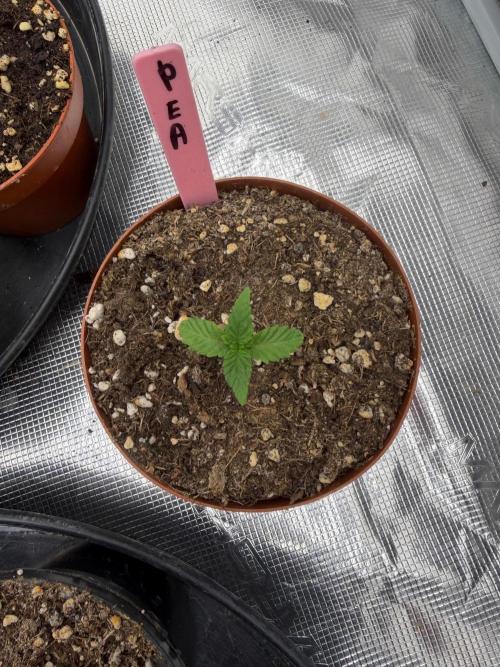 Golden Peach 🍑. Week 1
