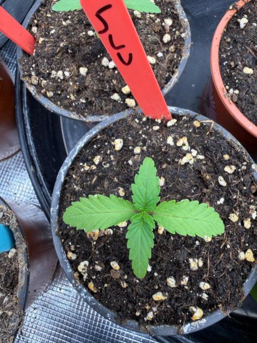 CrescendO #2 x Marshmallow OG. Week 1