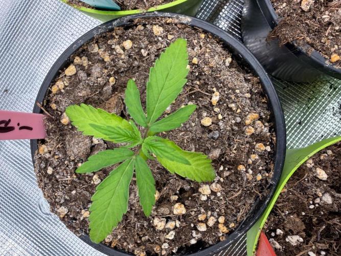 Caribbean Queen (aka Pure Sativa). Week 2