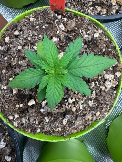 Melonade 🍈. Week 2