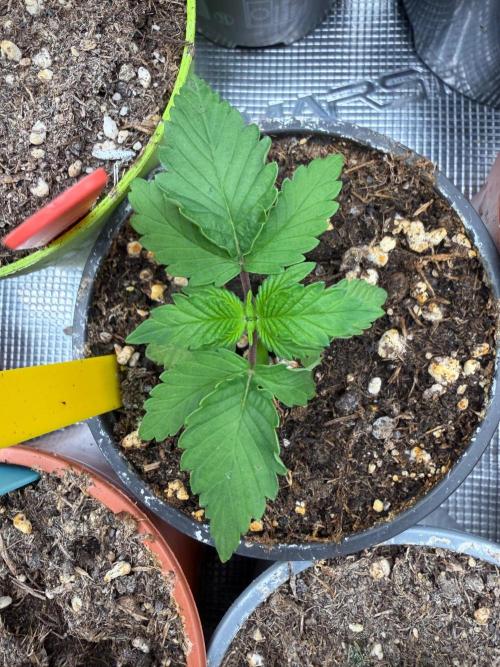 AK-. Week 2