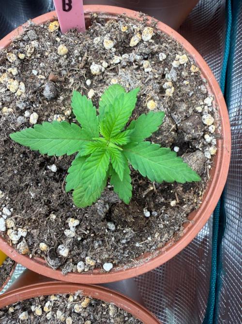 Bubblegum Gelato. Week 2