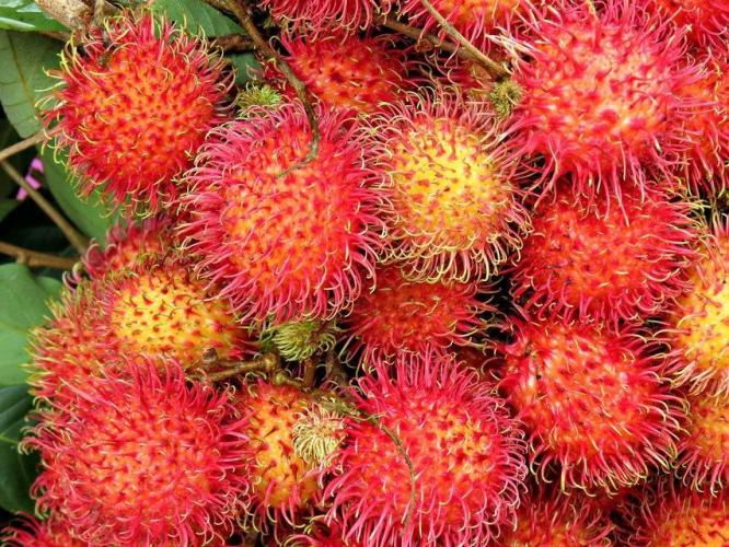 Lychee ㊗️. Week 0