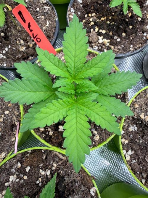 Melonade 🍈. Week 3