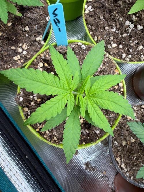 Shishka Lemonade. Week 3