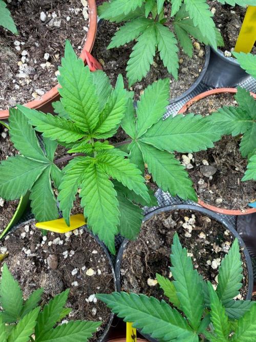 AK-. Week 3