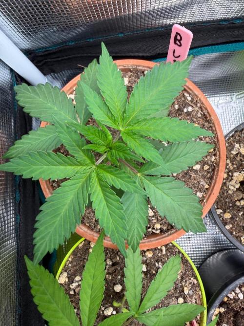 Bubble G 🍦. Week 3