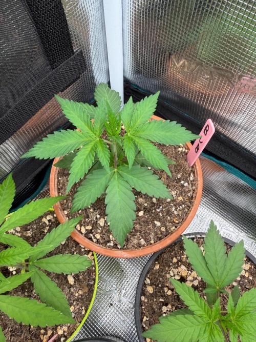 Bubble G 🍦. Week 3