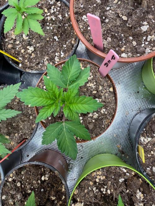 Golden Peach 🍑. Week 3