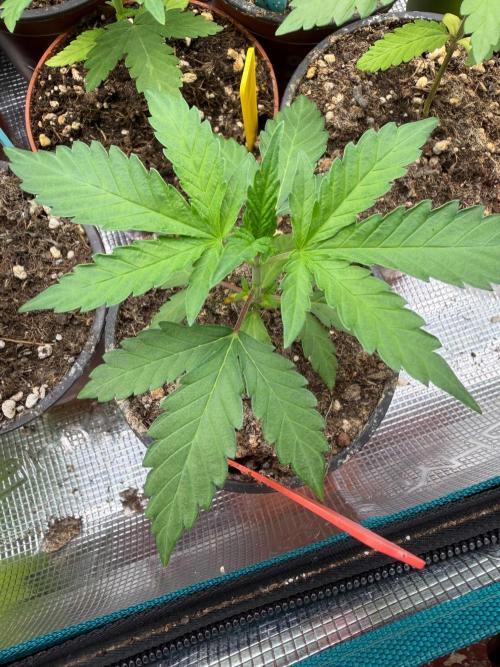 CrescendO #2 x Marshmallow OG. Week 3