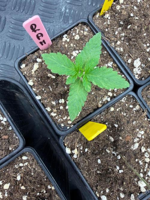 Lychee ㊗️. Week 1