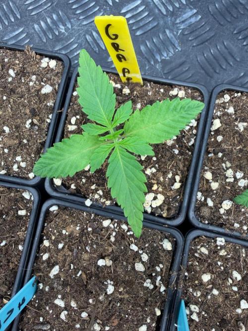 Magic Guava 🍐🍓. Week 1