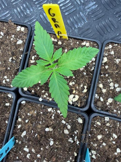 Pure Guava. Week 1