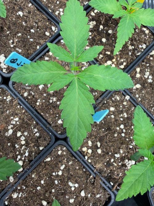 Blueberry x ocean fruit. Week 1