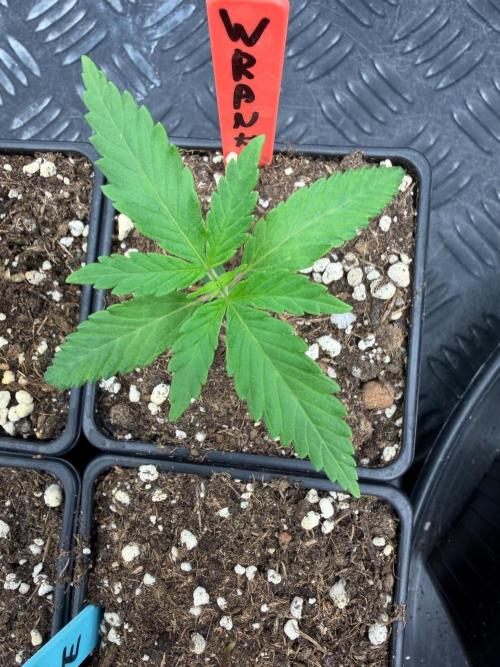 🍓🍪 x 🍋🍒. Week 1