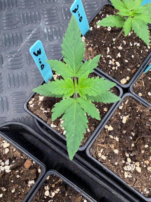 Queen of frost 👸. Week 1