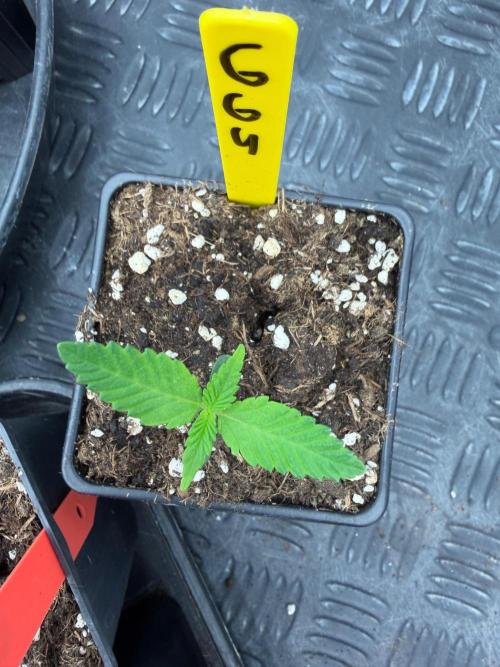 GG4 x Red Pop 🇺🇸. Week 1