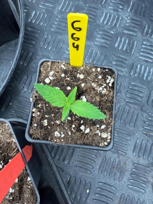 GG4 x Red Pop 🇺🇸. Week 1