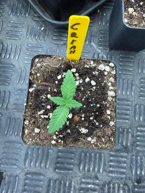 La Bomba x Cherry Crush. Week 1
