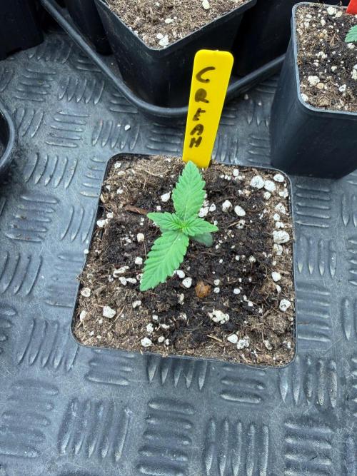 La Bomba x Cherry Crush. Week 1