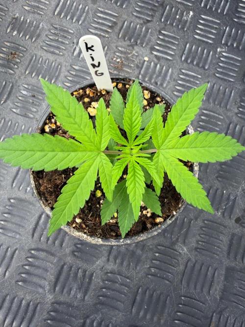 King’s 🎂. Week 3
